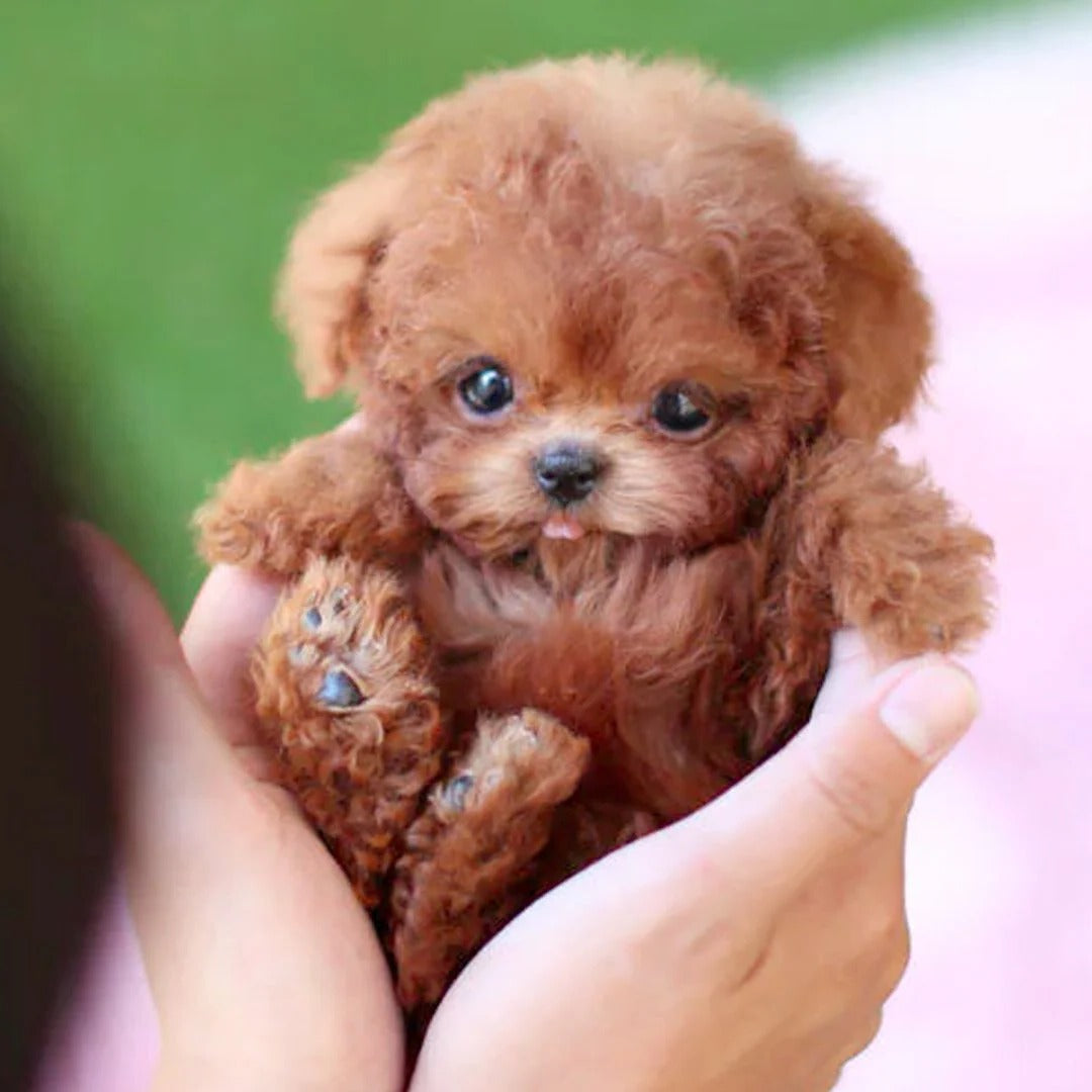Interactive Robotic Puppy